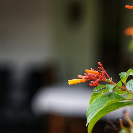 Sashini Homestay Sigirija Zewnętrze zdjęcie
