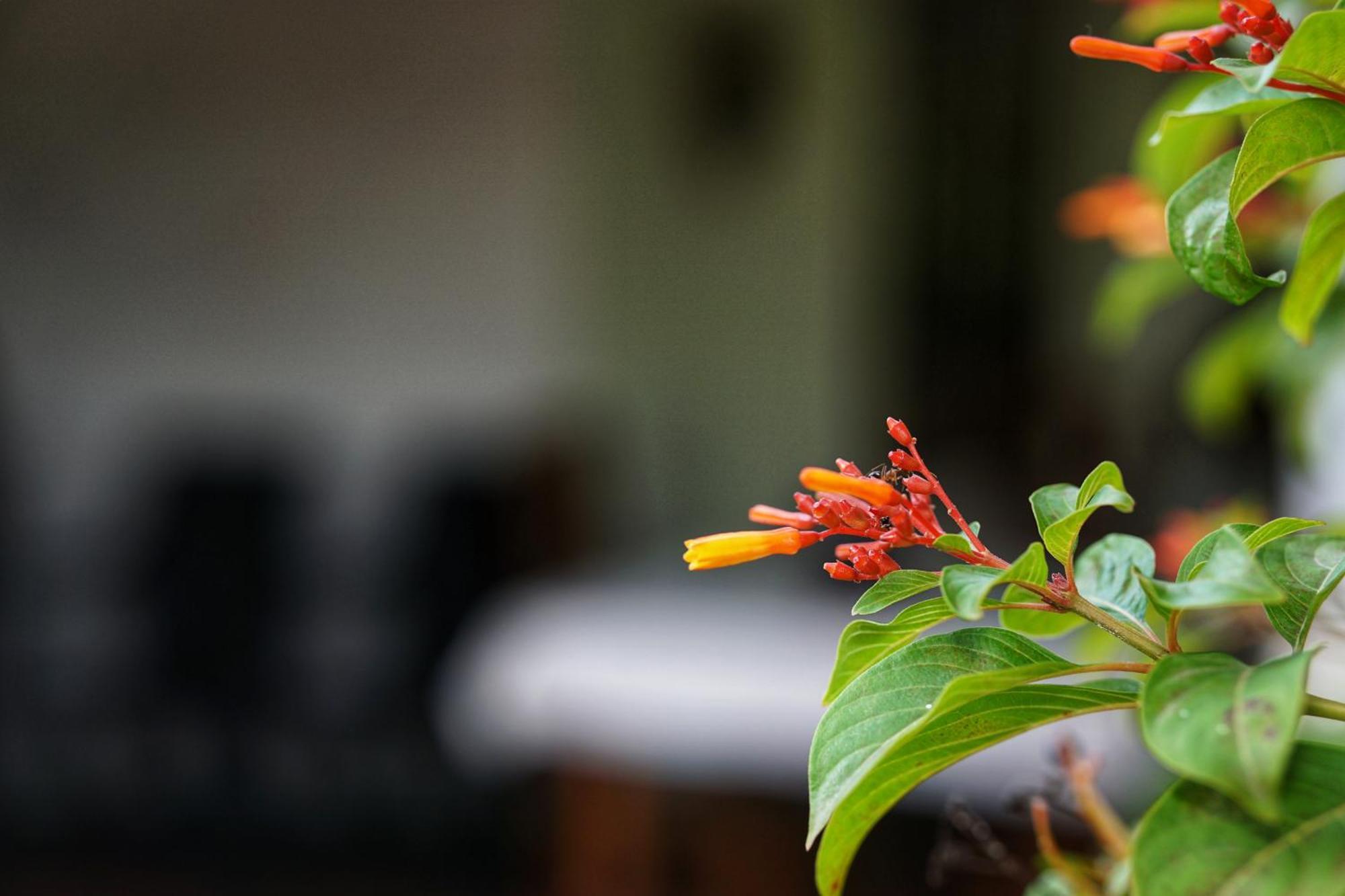 Sashini Homestay Sigirija Zewnętrze zdjęcie